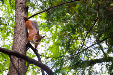 squirrel in the field