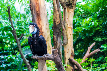 The corolla on the branch is wrinkled.