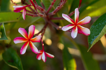 Fototapeta premium Tropical Plants