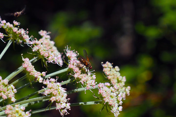 Wild forest wasp sits on a flower. Insect life in the summer season. 