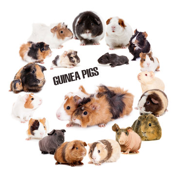 Guinea pigs set on white