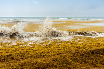 Beach full of sargassum © Guajillo studio