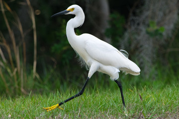 Snowy Egret