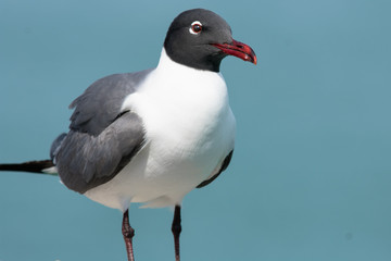Laughing Gull