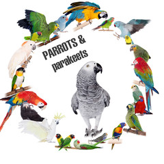 Parrots and parakeets circle set on white