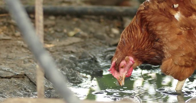 free Range Chichen Feeding