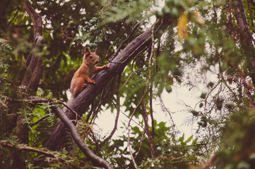 Squirrel on the tree in the woods