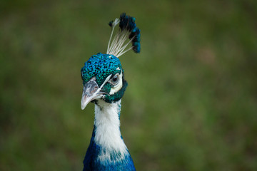 Peacock