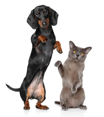 Dog and Cat together, standing on hind legs