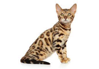 Bengal cat on white background