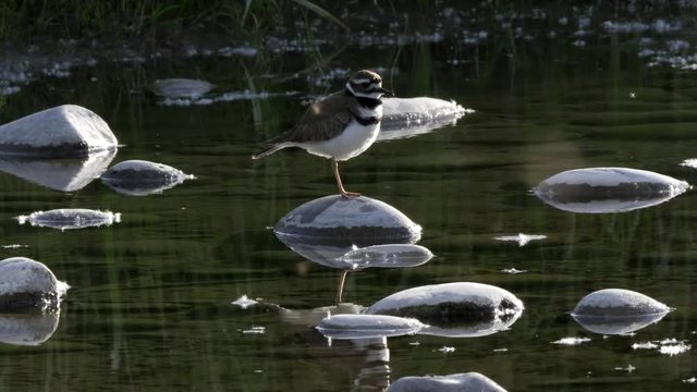 a killdeer bird beside a stream at schwabachers landing in grand teton national park in the united states