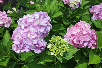 ６月に咲く紫陽花の花