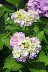 ６月に咲く紫陽花の花