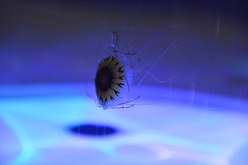 The beautiful jellyfish