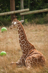 Giraffe