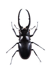 Stag beetle on the white background