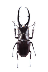 Stag beetle on the white background