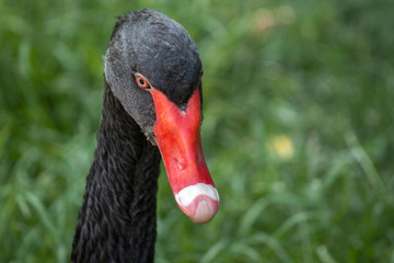 Black Swan