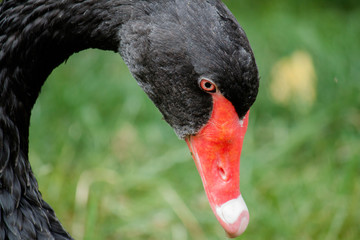 Black Swan