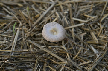 Mushrooms in the natural environment