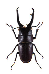 Stag beetle on the white background