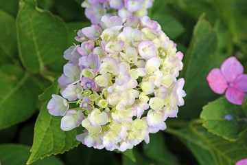 ６月に咲く紫陽花の花