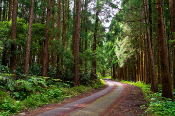 Obraz premium A road between some trees on a sunny day