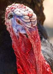 Truthahn © Comofoto