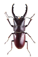 Stag beetle on the white background