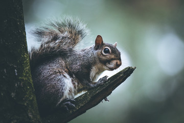 North American squirrel in a deep forest during the winter season