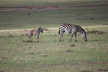 Fototapeta na wymiar Зебры / Зебра / zebra / zebras