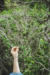 Hand reaching the highest branches of a tree.