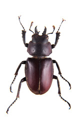 Stag beetle on the white background