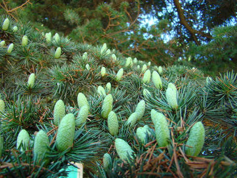 Abies Balsamea Bumps