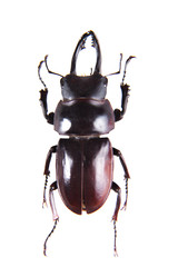 Fototapeta premium Stag beetle on the white background
