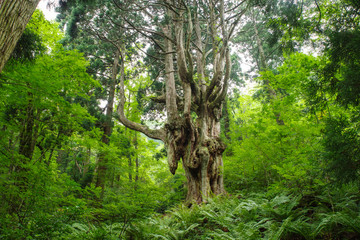 隠岐島後岩倉の乳房杉