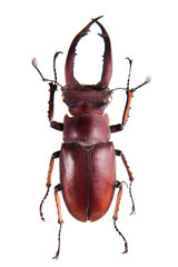 Stag beetle on the white background