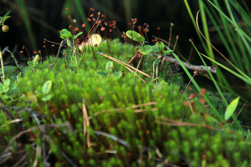 Green moss macro