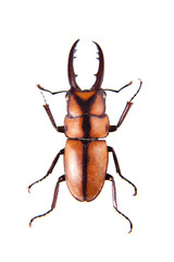 Stag beetle on the white background