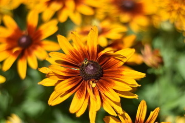 Bright yellow and red daisy