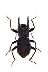 Carabus beetle on the white background
