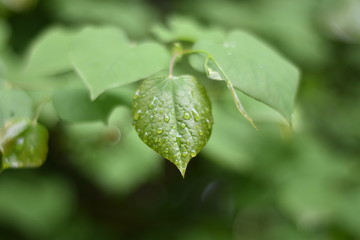 Fototapeta na wymiar Green rain leaves