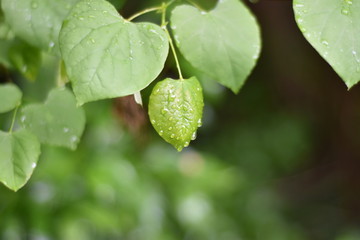 Green rain leaves