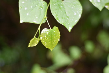 Green rain leaves