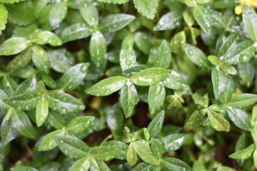 Green rainy leaves