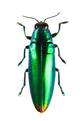 Jewel beetle on the white background