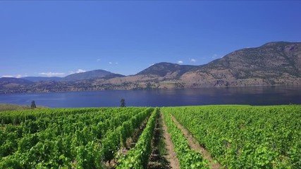Aerial view of a vineyard