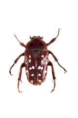 Spotted red beetle on the white background