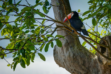 Exotic toucan bird in natural setting near Iguazu Falls in Foz d