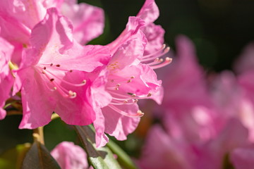 Pink Azalea flowers ,pistil and stamen